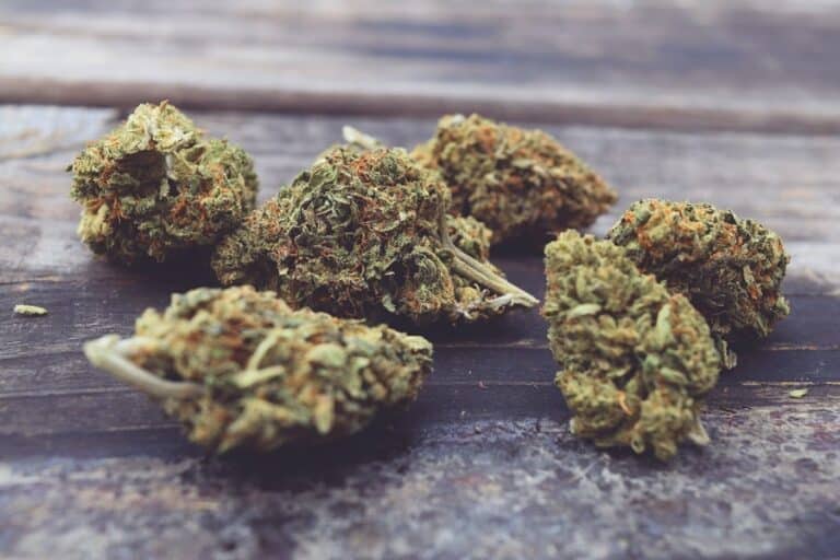 En apparence, les fleurs CBD et CBG sont identiques, mais leurs effets diffèrent