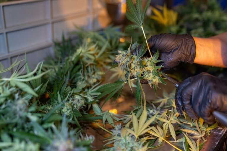h4cbd définition min