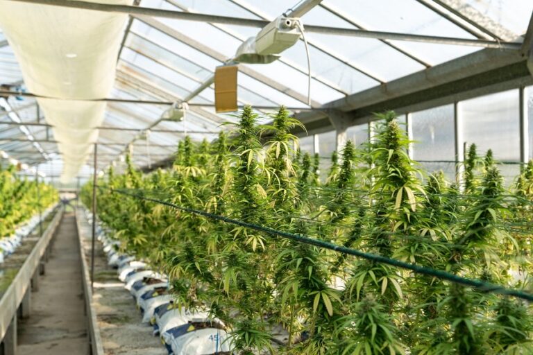 variétés riches en thcv min