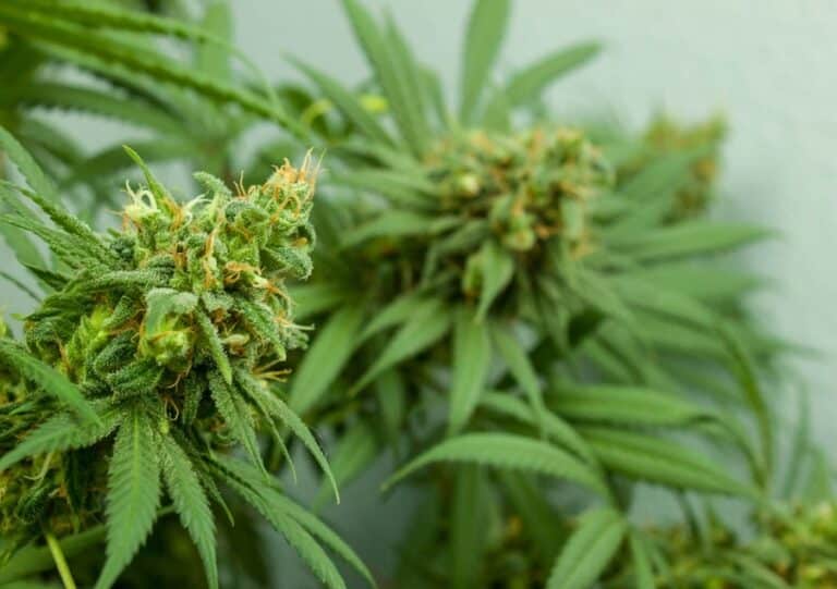 définition thcp et h4cbd min