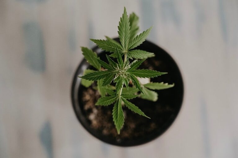 h4cbd définition min