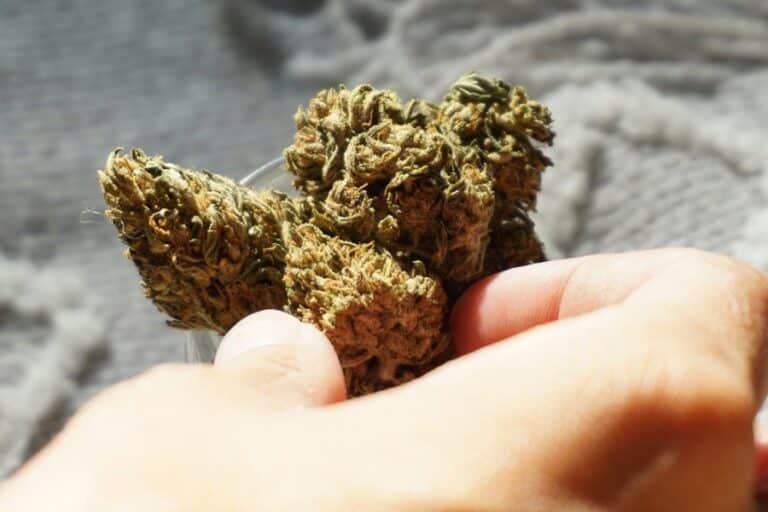 Qu'est-ce que le THCB ? Tout ce que vous devez savoir